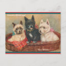 Search for black scottie postcards Scottish terriers