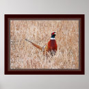 Search for pheasant posters Nature