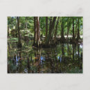 Search for cypress tree postcards Nature