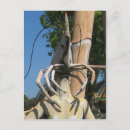 Search for funny lobster postcards Crayfish