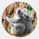 Search for funny koala stickers Wildlife