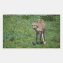 Search for deer face stickers Nature