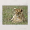 Search for masai mara postcards Africa