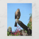 Search for hawks postcards Raptor
