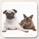 Search for veterinarian coasters Cute