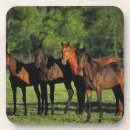 Search for thoroughbred coasters Equestrian