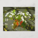 Search for early spring postcards Floral
