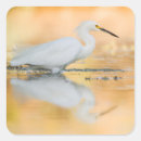 Search for egret stickers Nature