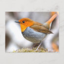 Search for robins postcards Animal