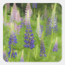 Search for national flower stickers Ie