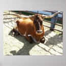 Search for bulls photography Cow