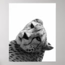 Search for black white leopard print posters Cheetah