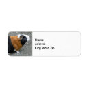Search for guinea pig return address labels Rodent