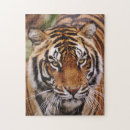 Search for tiger face puzzles Feline