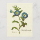 Search for morning glory postcards Vintage