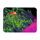 Search for up and fish magnets Horizontal