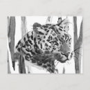 Search for cheetahs postcards Wildlife