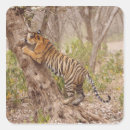 Search for tree climbing stickers Wildlife