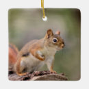 Search for red squirrel christmas tree decorations Wildlife