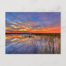 Search for florida everglades postcards Swamp