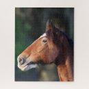 Search for clydesdale horses puzzles Headshot