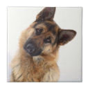 Search for german shepherd tiles Puppies