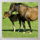 Search for mares posters Horse