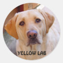 Search for labs stickers Dog
