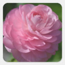 Search for ranunculus stickers Rose