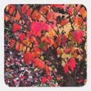 Search for bush stickers Nature