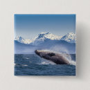 Search for humpback badges Ocean