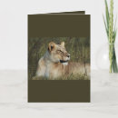 Search for lioness cards Photography