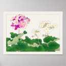 Search for primula posters Floral