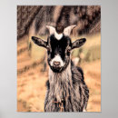 Search for vintage farm animal posters Rustic