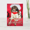Search for english springer spaniel christmas cards Pet