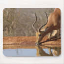 Search for gazelle electronics Horns