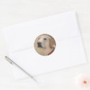 Search for labrador retriever dog stickers Doggy
