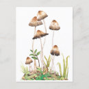 Search for mushroom postcards Magic