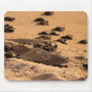Search for turtle picture electronics Sand