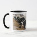 Search for grazing cows mugs Agriculture