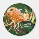 Search for tiger lily magnets Lilies
