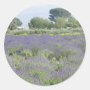 Search for lavender fields stickers Nature