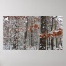 Search for snow covered trees posters Nature