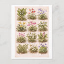 Search for vintage wildflowers postcards Floral