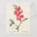 Search for sweet peas postcards Nature