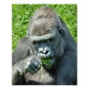 Search for primate posters Animals