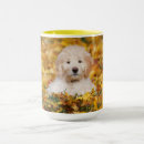Search for goldendoodle mugs Pet