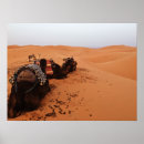 Search for camel posters Sand