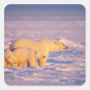 Search for sow stickers Wildlife
