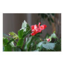 Search for christmas cactus posters Houseplant